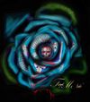 Forget Me Nots - CD