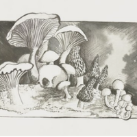 Mushroom Murders by Wachira Waigwa-Stone