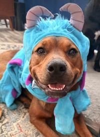 Pet Costume Parade