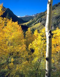 John Denver:  More Than The Music