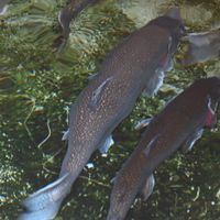 Shimmering Trout by Eric Luskin featuring Elena Batt