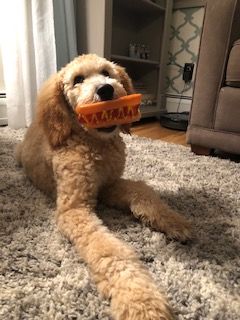 September 29, 2020 Maizey Puppy Class
