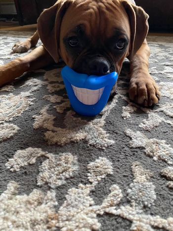 December 30, 2020 Puppy Jaxi
