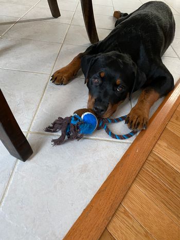 8/4/2020 Bella Post Puppy Class
