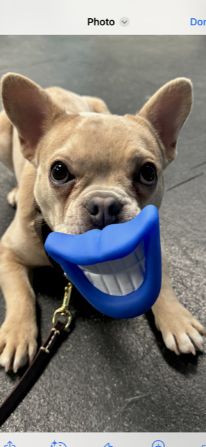 Gordi Puppy
