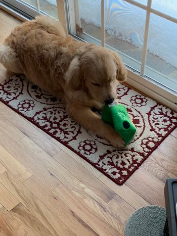 March 6,2019 Puppy
