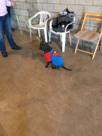 January 6,2018 Puppy
