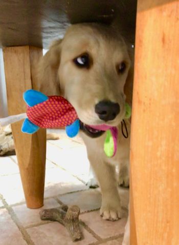 Dolce April 9,2019 Puppy
