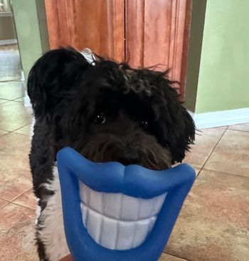 Puppy 5-9-26 Pedro
