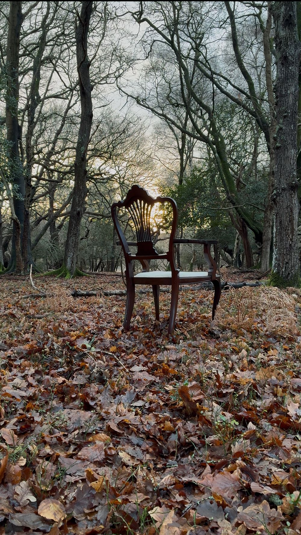 Lonely Chair Al Drury New Forest