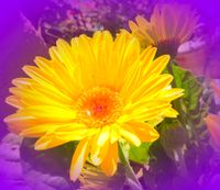 LaMantia’s Single SUNRISE Release!