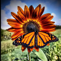 Monarch Meadow Vineyard