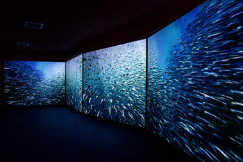 the amazing undersea world
