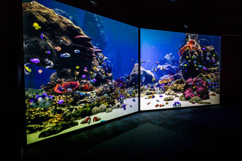 the amazing undersea world
