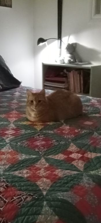Henrietta, the Official Cat of Owen Sound Sidewalk Astronomy. She's named after Henrietta Swan Leavitt.
