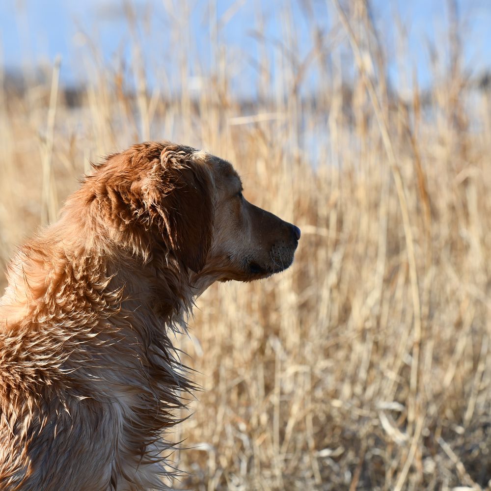 gun shy dog, gunshy dog training, dog afraid of gunshots, hunting dog scared of gunfire, noise shy dog, gun dog training, bird dog gunfire training, fix gun shyness in dogs, dog noise anxiety