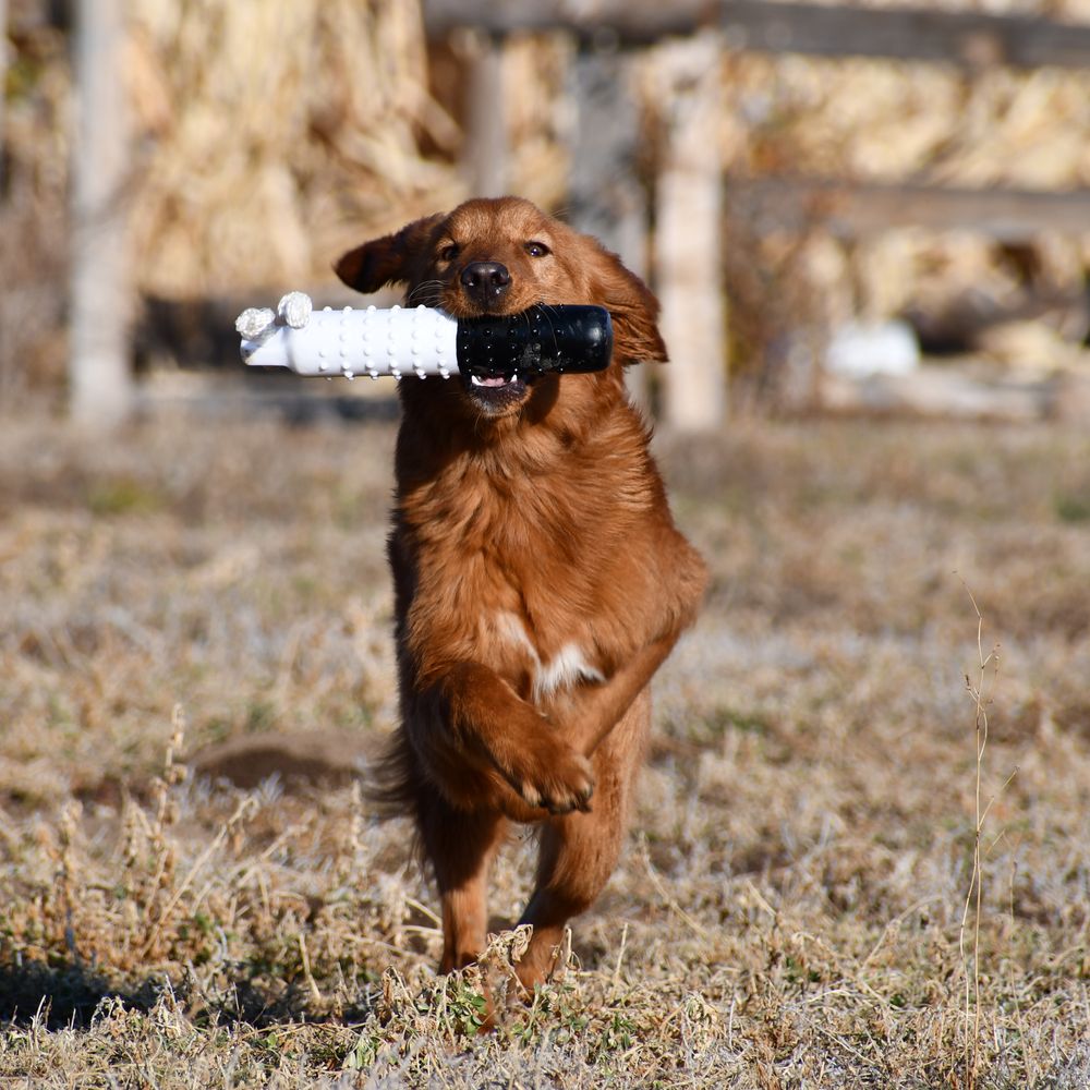 Golden Retriever Puppy, gunshy fix, fixing gunshyness, gunshy dogs, gun introduction to dogs, dogs and guns, gundog, gundog training