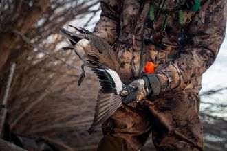 how to fix a gun shy dog, gun shy dog training, dog afraid of gun shots, how to desensitize a dog to gun shots, can a gun shy dog be fixed, how to introduce gunfire to a hunting dog, gun shy
