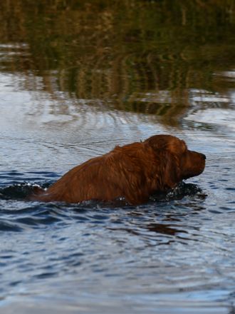 gunshy dogs, how to fix gunshyness, gundogs, gunwork, training gun dogs, training bird dogs, gun introduction, puppy training, guns and puppies, dog shy to fireworks
