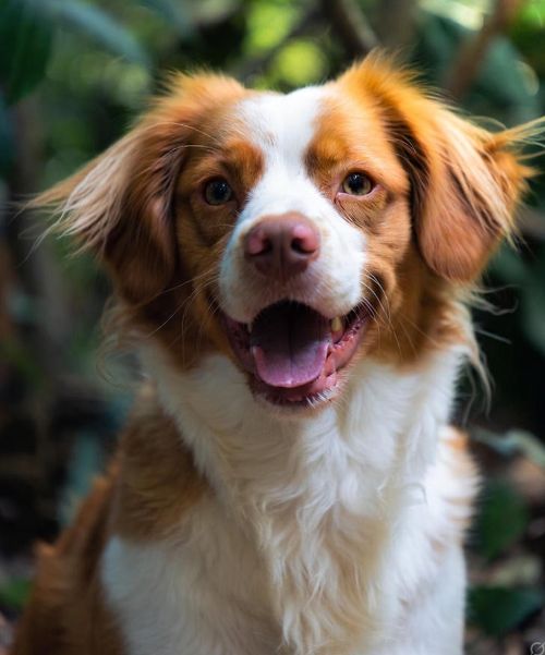 gunshy fix, fixing gunshyness in dogs, fixing gunshyness, gunshy dogs, dogs and guns, how to fix gunshyness in dogs, gundogs, gun introduction to dogs, guns and dogs, getting a gun dog