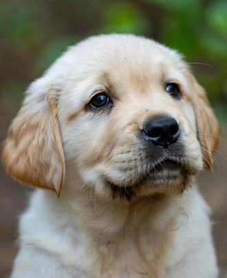 gunshy dogs, how to fix gunshyness, gundogs, gunwork, training gun dogs, training bird dogs, gun introduction, puppy training, guns and puppies, dog shy to fireworks