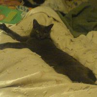 Kitty Cat Pop by DJ SOCRATES