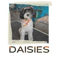 DAISIES by Matt Gisbrecht