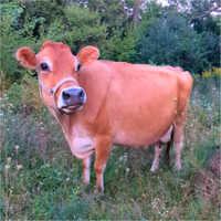 Mamma I Need a Moo Moo Cow by Kayla Storlid