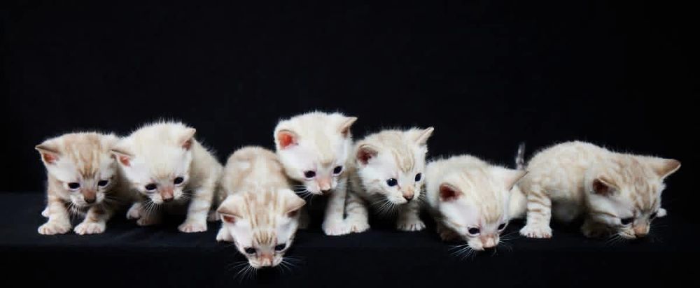 Waitlist for Bengal Kittens
