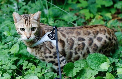 brown rosetted Bengal stud with muscular build