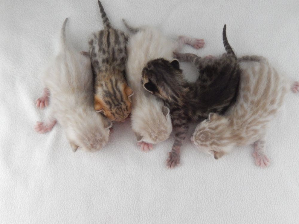 Bengal Kitten Litter
