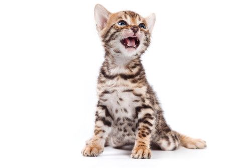 Brown ROsetted Bengal Kitten