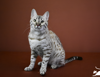 Adult Bengal Breeding Cat.