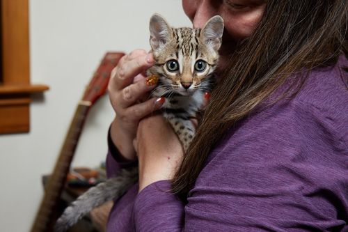 Early Generation Bengal