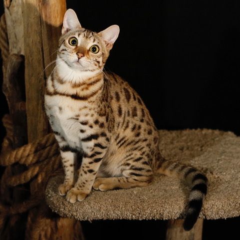 Available Adult Bengal Cat