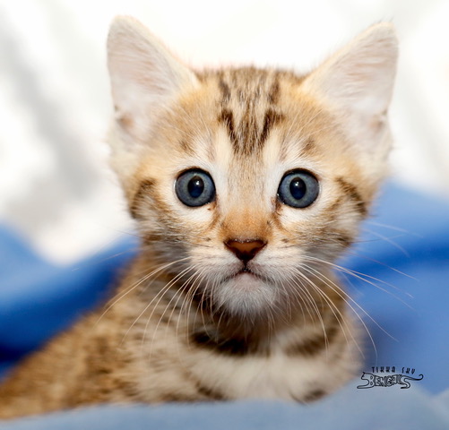 brown rosetted Bengal kitten for sale in Washington