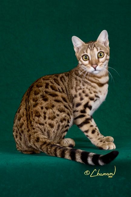 Bengal queen with large rosettes and glitter coat