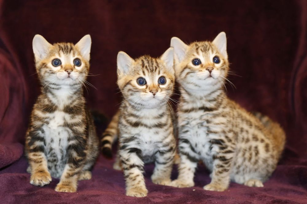 rosetted Bengal kitten from Tikka Sky Bengals