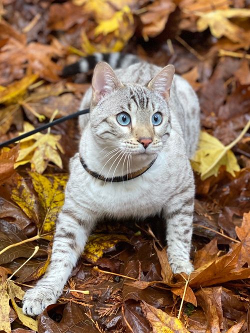 Snow Lynx Bengal stud in Olympia Washington