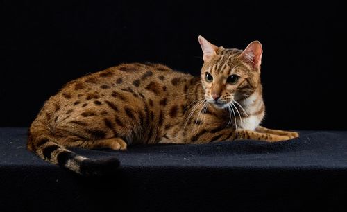 Available Adult Bengal Cat