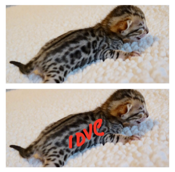 Bengal kitten