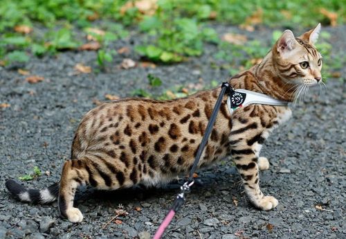 Tikka Sky Bengals breeding stud with large rosettes