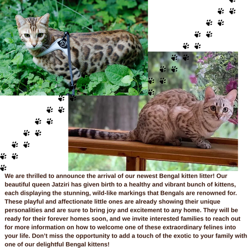 Planned breedings with Adult Bengal Cats