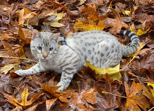 health‑tested Bengal stud in Olympia Washington