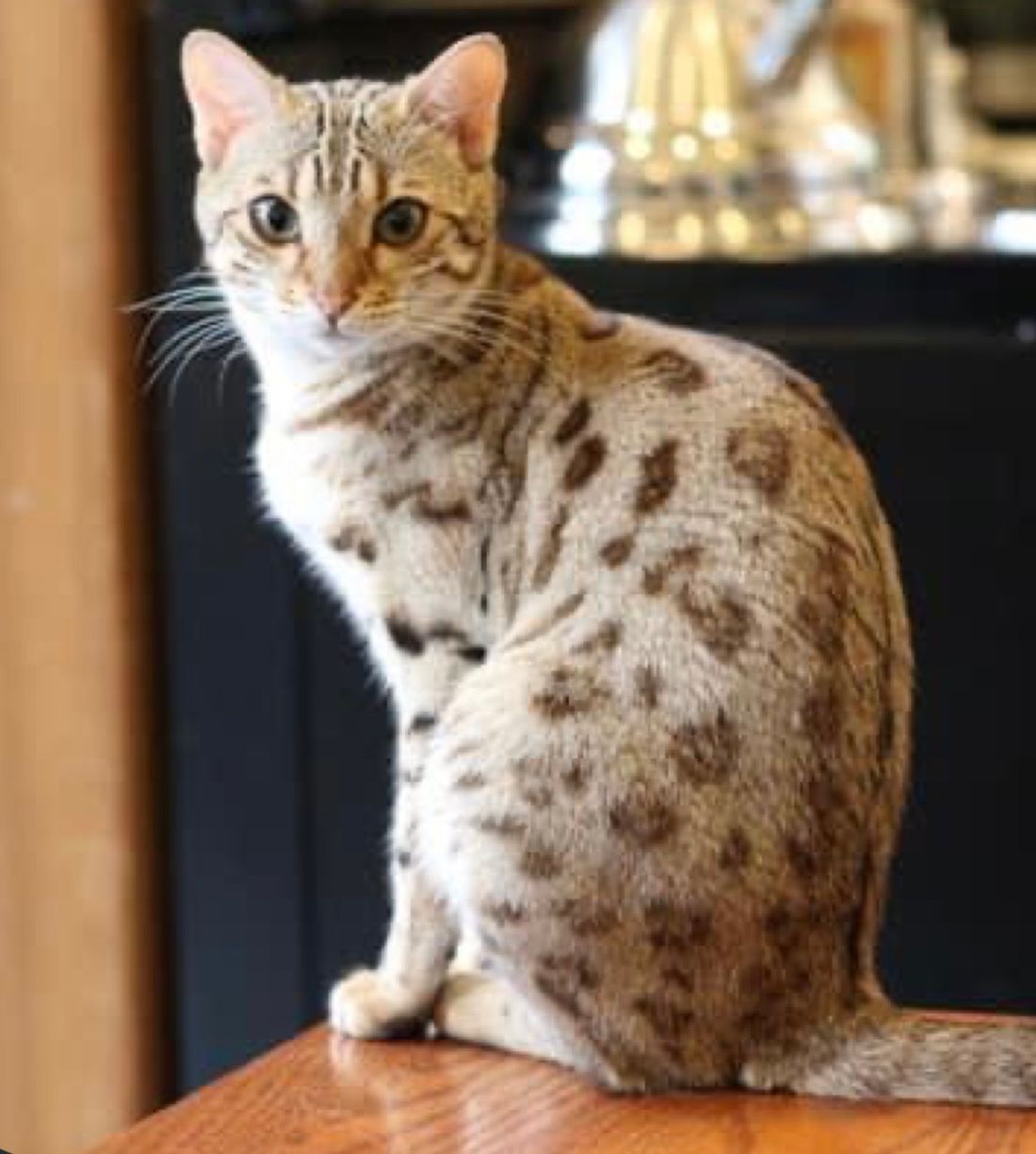 DeDe - Retired Tikka Sky Queen
