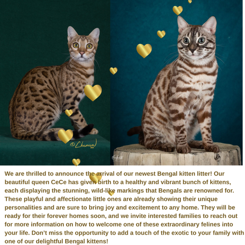 Adult Bengal Breeding Cat.