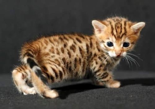 Bengal kitten for adoption in Washington state