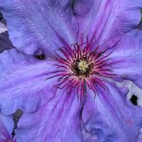 Originals by Carolyn Cherry