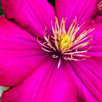 Blooming A.I. by Songs composed by Carolyn Cherry