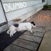 dumbo - limited edition CD